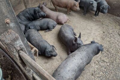 Imagem da notícia Animais sofrem e são sacrificados após ataques da mosca-da-vinhaça; vereadores cobram ações da Usina Atvos em Costa Rica